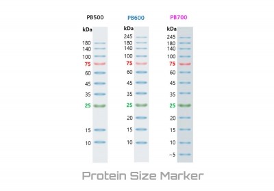 바이오마트, Protein size marker, 5~245 kDa, 2 x 250μl, PB700, 